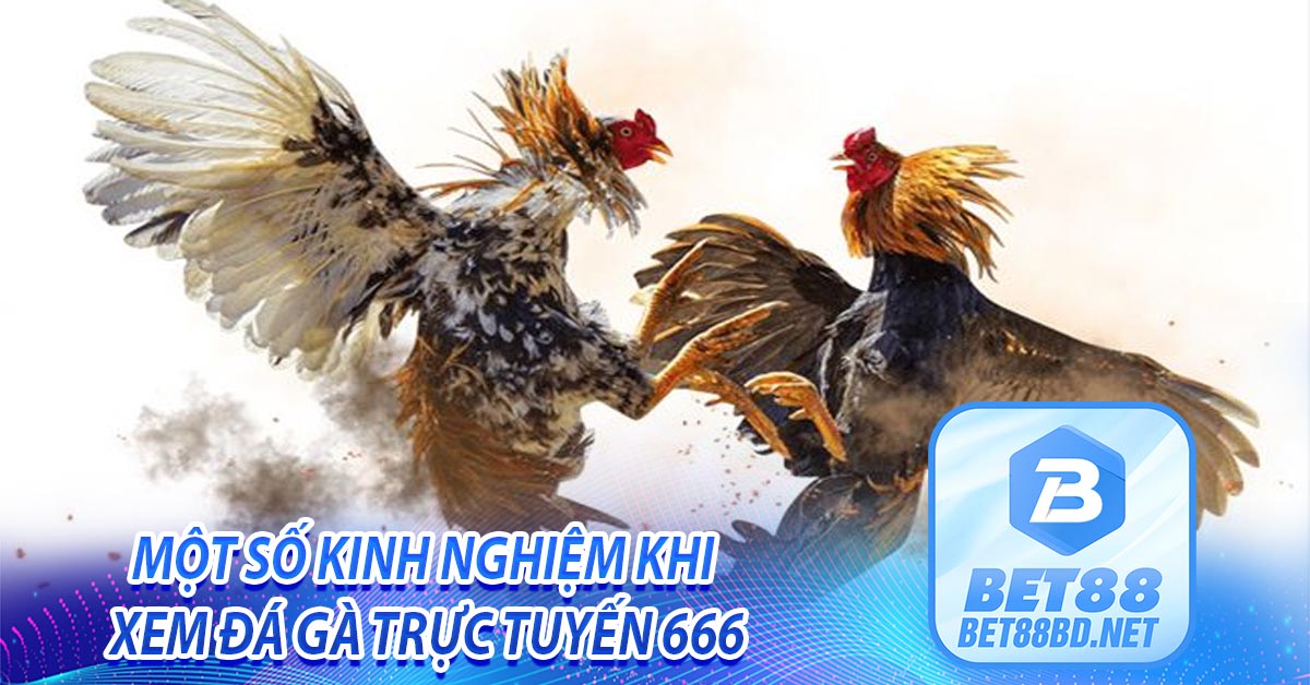 Một số kinh nghiệm khi xem đá gà trực tuyến 666